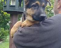 black-tan-short-haired-german-shepherd