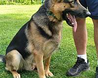 female-black-tan-short-haired-german-shepherd