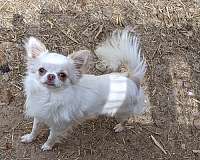 cream-long-haired-chihuahua