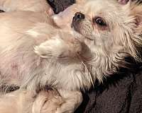 long-haired-mixed-chihuahua