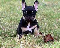 black-tan-smooth-coated-french-bulldog