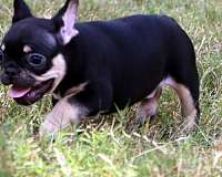 mixed-black-tan-smooth-coated-french-bulldog