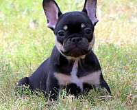 smooth-coated-mixed-french-bulldog