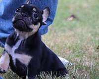 black-tan-mixed-puppy