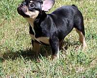 akc-french-bulldog-puppies-in-texas