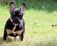 smooth-coated-french-bulldog