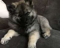 double-coated-keeshond