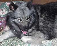 black-silver-keeshond