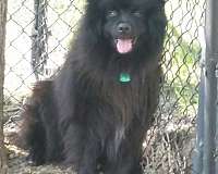 black-silver-double-coated-keeshond