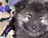 female-black-silver-double-coated-keeshond