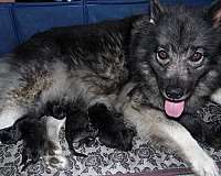 black-silver-medium-keeshond