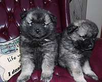 medium-black-silver-keeshond