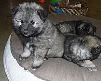 keeshond-dog