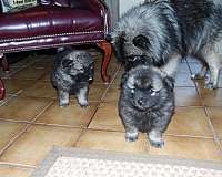 kid-friendly-keeshond