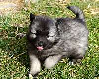 male-black-silver-double-coated-keeshond