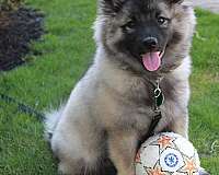 male-keeshond