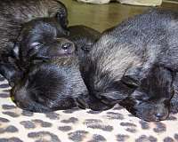 double-coated-keeshond-dog