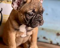 male-french-bulldog