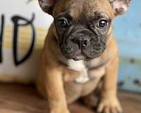 small-french-bulldog