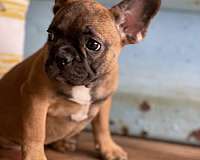 french-bulldog