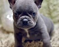 male-french-bulldog