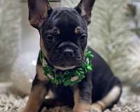 small-french-bulldog