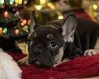 french-bulldog