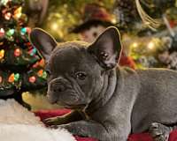 french-bulldog-for-sale