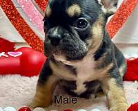 male-french-bulldog