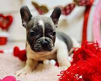 male-french-bulldog