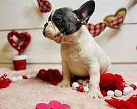 small-french-bulldog