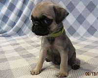 mixed-black-tan-short-haired-pug