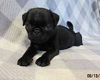 black-tan-small-pug