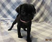 small-black-tan-pug