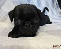 short-haired-pug