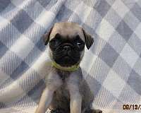 black-tan-short-haired-pug