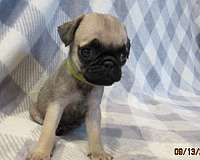 short-haired-mixed-pug