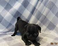 black-tan-small-dog