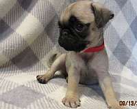 black-tan-mixed-pug