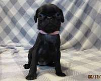 mixed-pug-dog