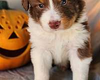 mixed-australian-shepherd