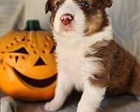 standard-merle-red-australian-shepherd