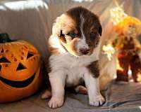 mixed-australian-shepherd-dog