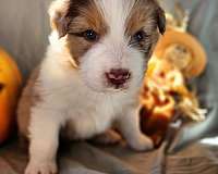 medium-australian-shepherd