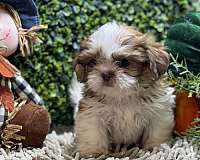 male-shih-tzu