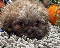 small-shih-tzu