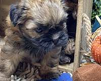 male-shih-tzu