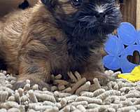 small-shih-tzu