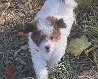 curly-haired-shih-poo