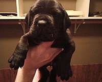 black-cane-corso